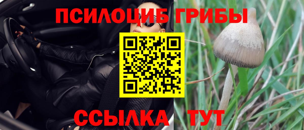 купить наркоту  Галлюциногенные грибы прущие грибы  Буйнакск  Вход с VPN  Псилоцибиновые грибы Psilocybe 